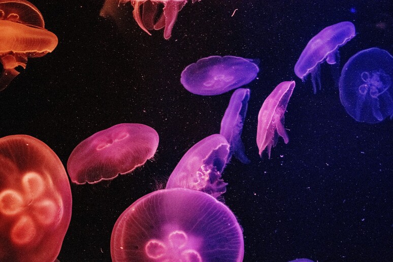 Le meduse sono fra i più probabili cibi del futuro (fonte: Kon Karampelas/Pixabay) - RIPRODUZIONE RISERVATA
