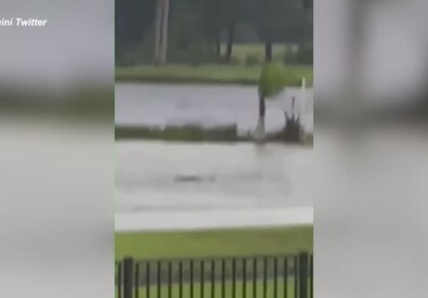 Uragano Ian, squalo nuota nelle strade allagate in Florida