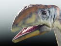 Ricostruzione artistica del primo dinosauro della Groenlandia, Issi saaneq (fonte: V. Beccari) (ANSA)