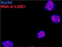 In blu i nuclei dei linfociti T, in rosso gli Rna trascritti dagli elementi ripetuti Line1 (fonte: Unimi)  (ANSA)