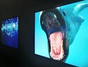 Alcune foto della mostra 'Oceani' (fonte: National Geographic – Palazzo blu) (ANSA)