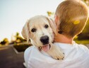 Due mutazioni genetiche avrebbero facilitato la domesticazione del cane (fonte: Pixabay) (ANSA)