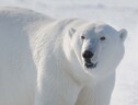 Un maschio adulto di orso polare in Groenlandia (fonte: Øystein Wiig) (ANSA)