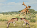 In primo piano la ricostruzione artistica dello Discokeryx xiezhi, il lontano cugino della giraffa vissuto 17 milioni di anni fa (fonte: Wang Yu, Guo Xiaocong) (ANSA)