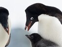Ricostruiti i 60 milioni di anni di evoluzione dei pinguini, durante i quali queste creature hanno abbandonato il volo per dedicarsi al nuoto (Fonte: Jacqueline Deely) (ANSA)