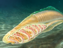 Artistic reconstruction of the yunnanozoan from the Cambrian Chengjiang biota shows basket-like pharyngeal skeletons. Credit: YANG Dinghua (ANSA)