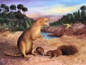 Il Brasilodon quadrangularis, il mammifero più antico conosciuto finora (fonte: 2022 Anatomical Society/Wiley) (ANSA)
