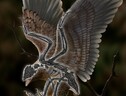 Ricostruzione artistica dell’uccello del Cretaceo Cratonavis zhui (fonte: Zhao Chuang) (ANSA)