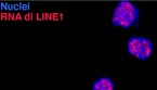 In blu i nuclei dei linfociti T, in rosso gli Rna trascritti dagli elementi ripetuti Line1 (fonte: Unimi)  (ANSA)