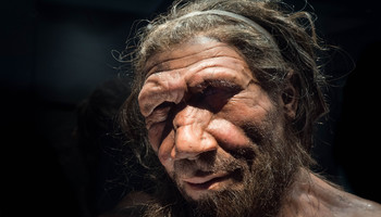 Rappresentazione artistica di un uomo di neanderthal (fonte: Michael Brace) (ANSA)