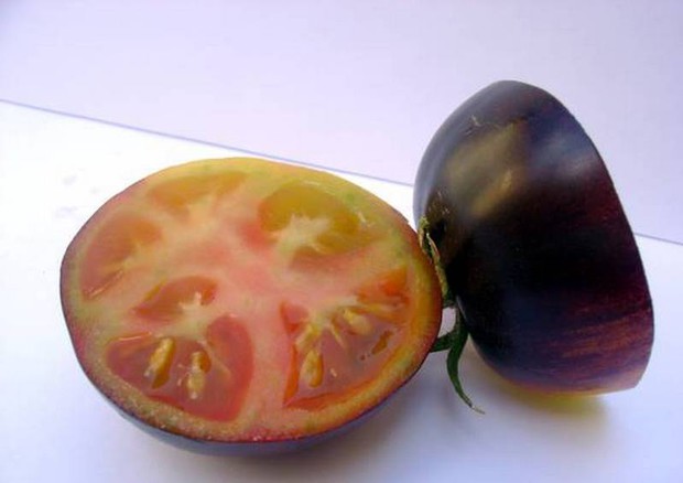 Il pomodoro nero (fonte: Scuola Superiore Sant'Anna) © Ansa
