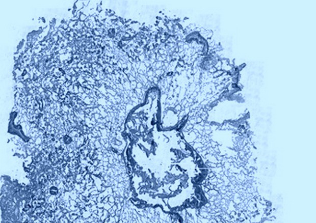 Sezione di tessuto di mollusco visto al microscopio ottico (fonte: CNR) © Ansa