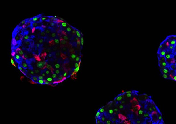 Cellule del pancreas riprogrammate in modo da diventare fabbriche di insulina (fonte: Pedro Herrera , UNIGE) © Ansa