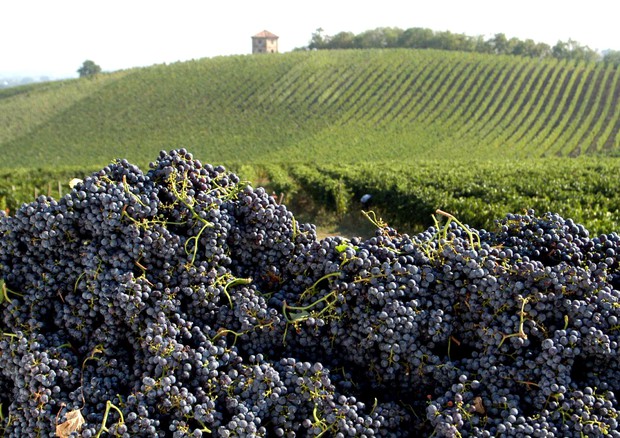 Pinot Nero sempre più star nell'Oltrepo' pavese © ANSA