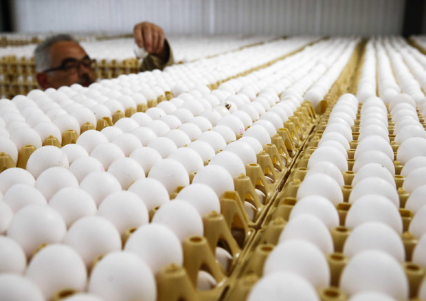 Sequestrate 175mila uova per mancanza di tracciabilità © EPA