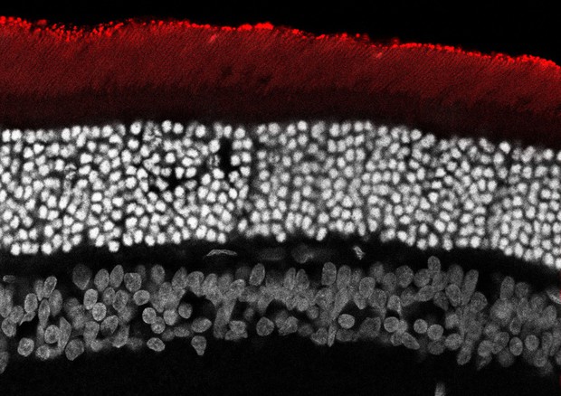 Rappresentazione grafica di una sinapsi bionica (fonte: IIT) © Ansa