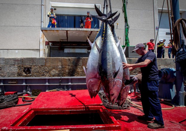 Pesca: Pe allo scontro con Stati su quote tonno rosso © ANSA