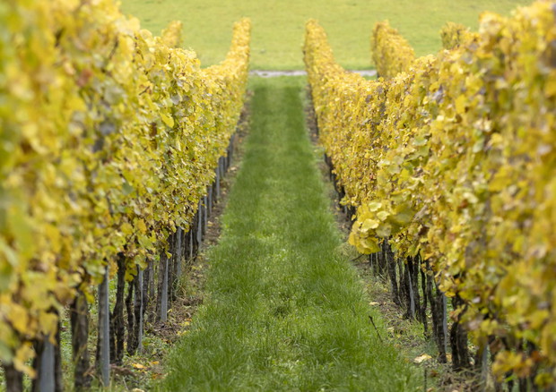 Unicredit lancia il 'pegno rotativo' per il settore del vino © ANSA