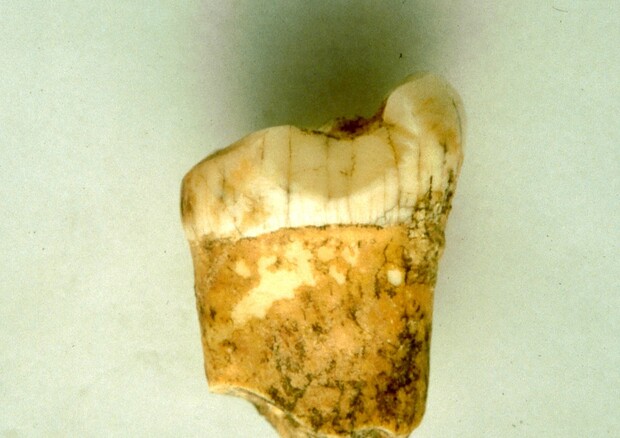 l molare proveniente dal sito di Gabasa, in Spagna, utilizzato per lo studio. (Fonte: Lourdes Montes) (ANSA)