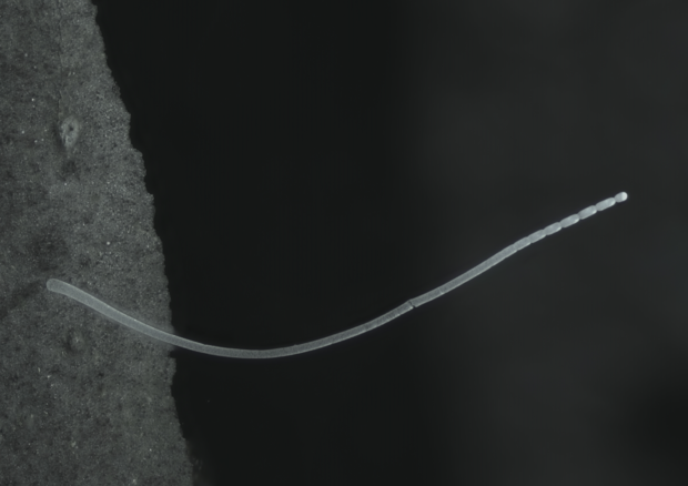 Un singolo filamento del batterio Thiomargarita magnifica (Fonte: Jean-Marie Volland) (ANSA)