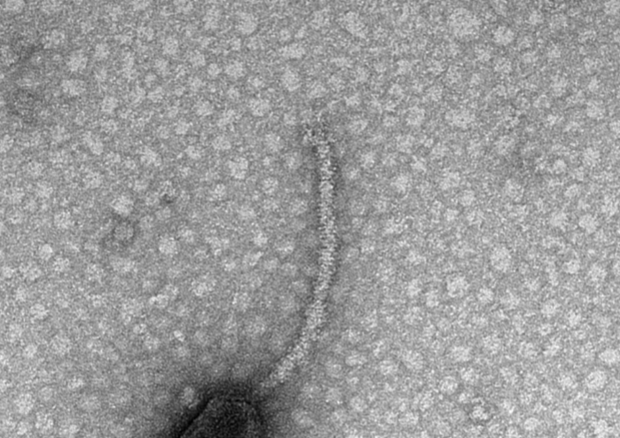 Un batteriofago, cioè un virus che infetta i batteri: riesce a capire quando le condizioni sono più adatte all’infezione ascoltando l'ambiente circostante (Fonte: Tagide deCarvalho/UMBC) © Ansa