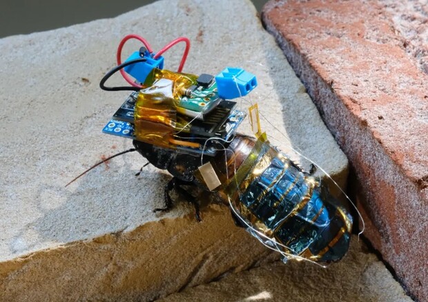 Lo scarafaggio cyborg sviluppato all’Istituto Riken (fonte: Yujiro Kakei et al., 2022 npj Flexible Electronics) (ANSA)