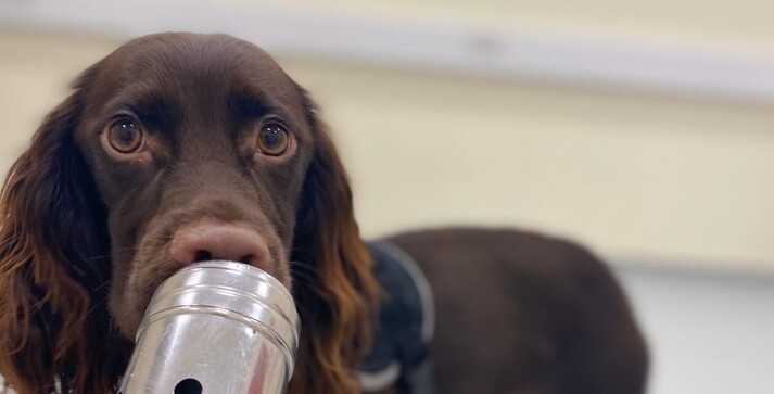 Uno dei quattro cani impiegati nello studio mentre annusa un campione costituito da respiro e sudore di una persona (Fonte: Kerry Campbell, CC-BY 4.0) (ANSA)