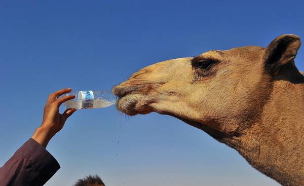 Tozeur camels are at risk