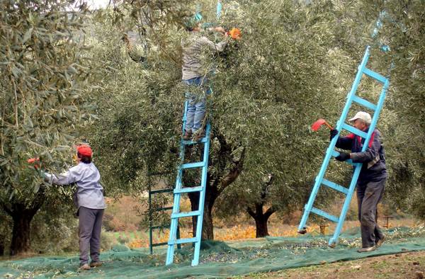 Greek farmers harvesting olives [ARCHIVE MATERIAL 20070201 ]