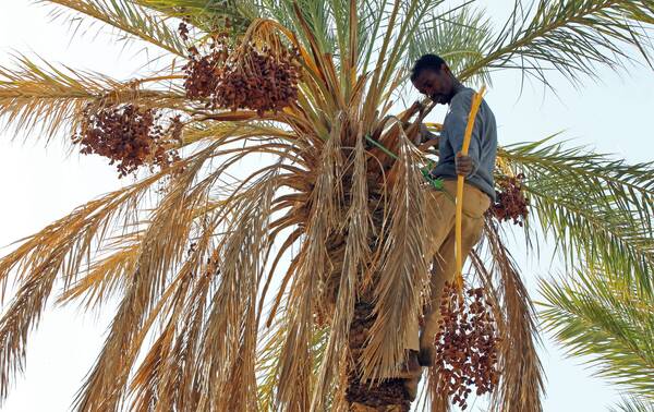 Date harvest in Algeria