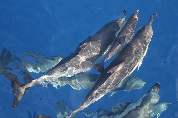 Avvistato raro branco di delfini nell'area del Santuario Pelagos