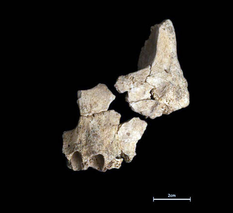I resti fossili di un volto umano scoperti ad Atapuerca in Spagna risalenti ad almeno 1,2 milioni di anni fa