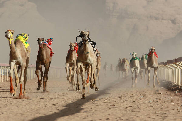 Giordania, la corsa dei cammelli