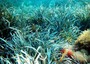 Sicily and Tunisia team up to regrow seagrass