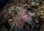 Killer della fauna marina, trovate reti 'fantasma' a Ischia