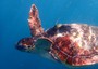 A Massalubrense nasce centro soccorso per tartarughe marine