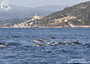 Avvistamento record di 70 delfini davanti costa ligure