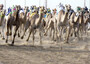 Da storia a sprint, documentario degli Emirati su gare di cammelli