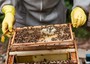 Beekeeping: project to support Med rural communities