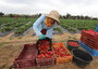 Tunisia: via tetto quota straniera capitale aziende agricole