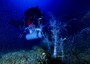 Sub di Marevivo ripiantano un corallo nero su relitto Haven