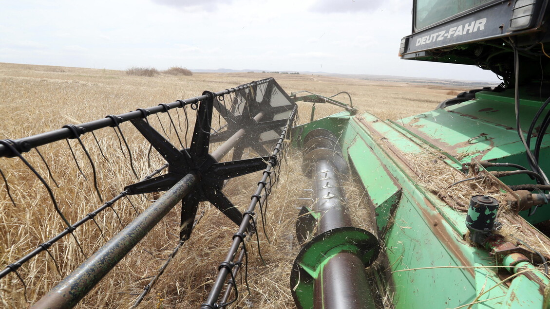 Barley harvest in Borj El Amri © ANSA/EPA