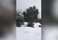 Maltempo, neve in Sardegna: allevatori portano il foraggio alle mandrie isolate (ANSA)