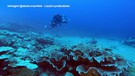 La barriera corallina e' a forma di rose, la scoperta dell'Unesco a Tahiti