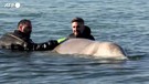 Atene, il salvataggio di una piccola balena arenata sulla costa greca (ANSA)