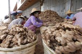 Agroalimentare: Hogan in Cina per chiudere accordo sulle Dop (ANSA)