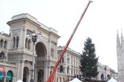Natale, a Milano si addobba l'albero di piazza Duomo