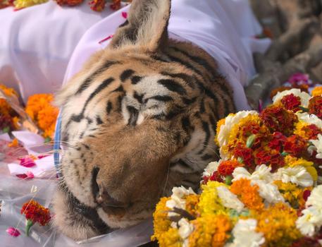 Una foto tratta dal profilo Fb Pench Tiger Reserve - Madhya Pradesh, India © ANSA