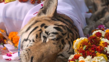 Una foto tratta dal profilo Fb Pench Tiger Reserve - Madhya Pradesh, India (ANSA)