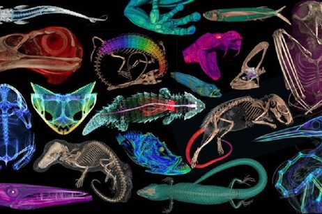 Più di 13.000 animali sono stati scansionati e ricostruiti in 3D in forma digitale (fonte: openVertebrate)